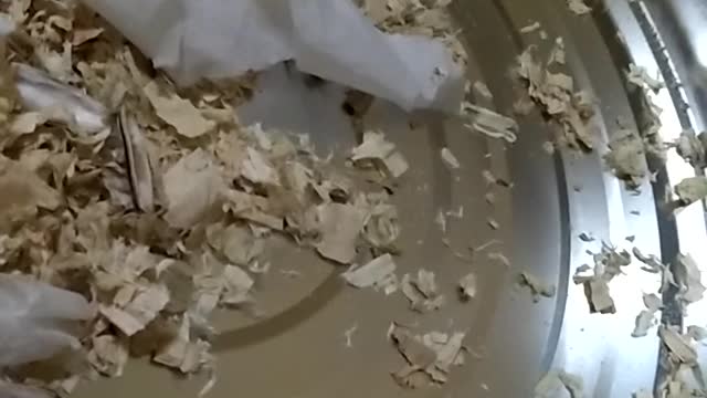 Hamster winter white so cute