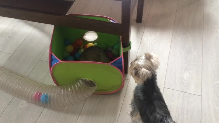 Playful Yorkie wants to join ferret in his new tunnel