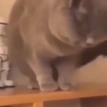 _Cutest sketches 2021 Lil dogs and Lil cats