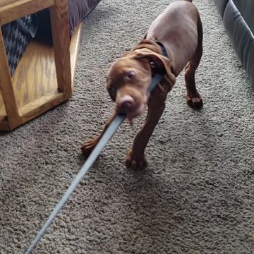 Leash Training Pappy