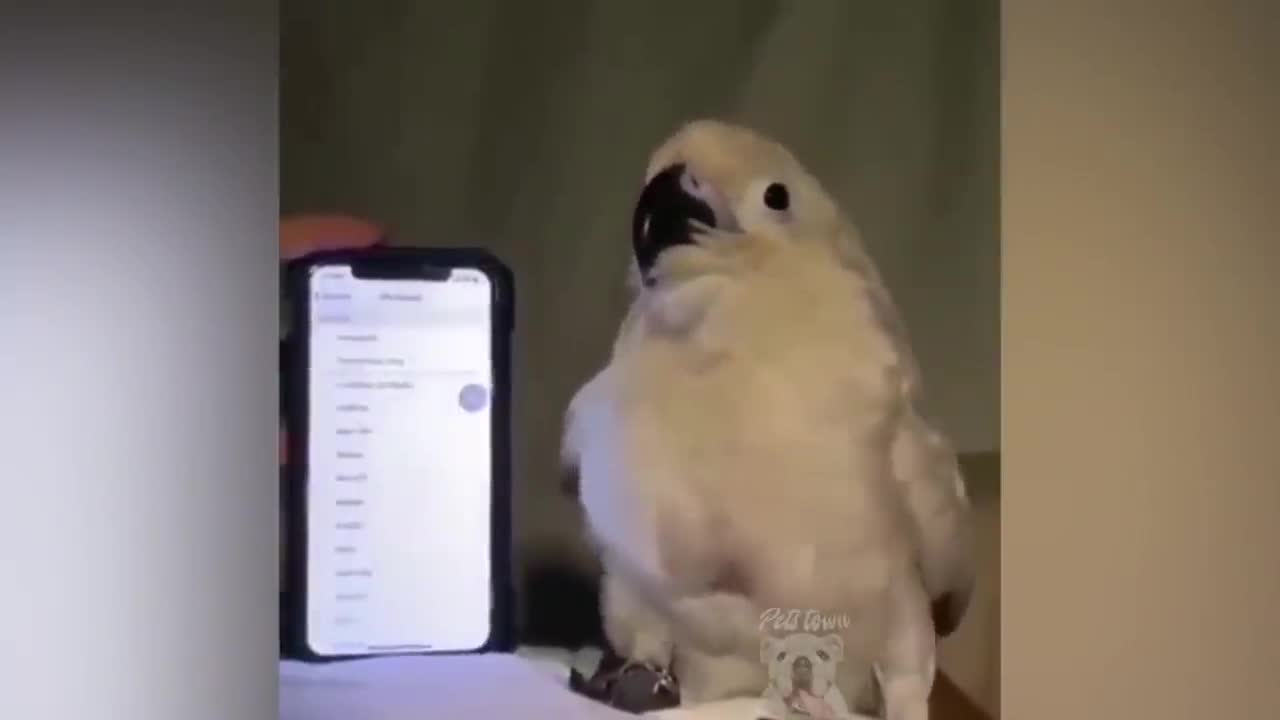 parrot talking, parrot sounds, parrot singing, parrot fish, parrot tv, parrotlet, parrot dancing, parrot talking funny, parrot minecraft, parrot alexa, parrot anafi, parrot anafi drone, parrot annoys cat, parrot and cat, parrot alexa shopping list, parrot