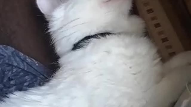 My deaf cat is sleeping