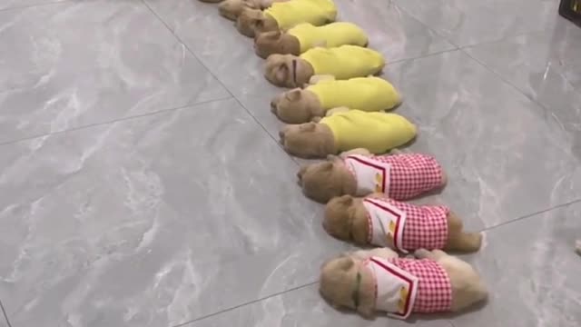 Mother dog gives birth to a litter of puppies