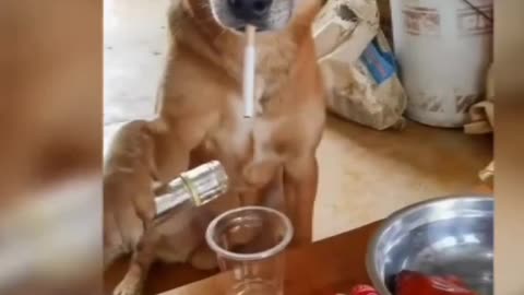 Funny dogs 🐕😅🐕