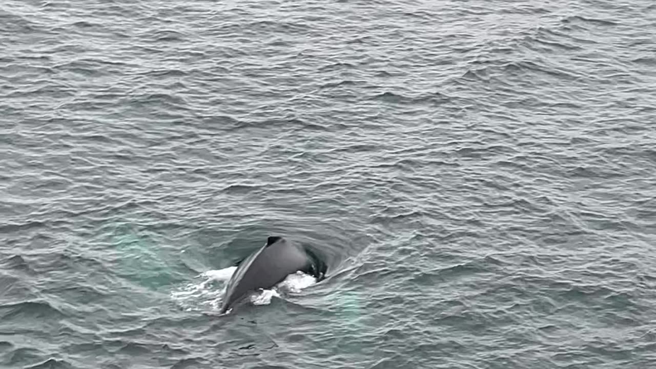 Humpback Whale Bubble Net