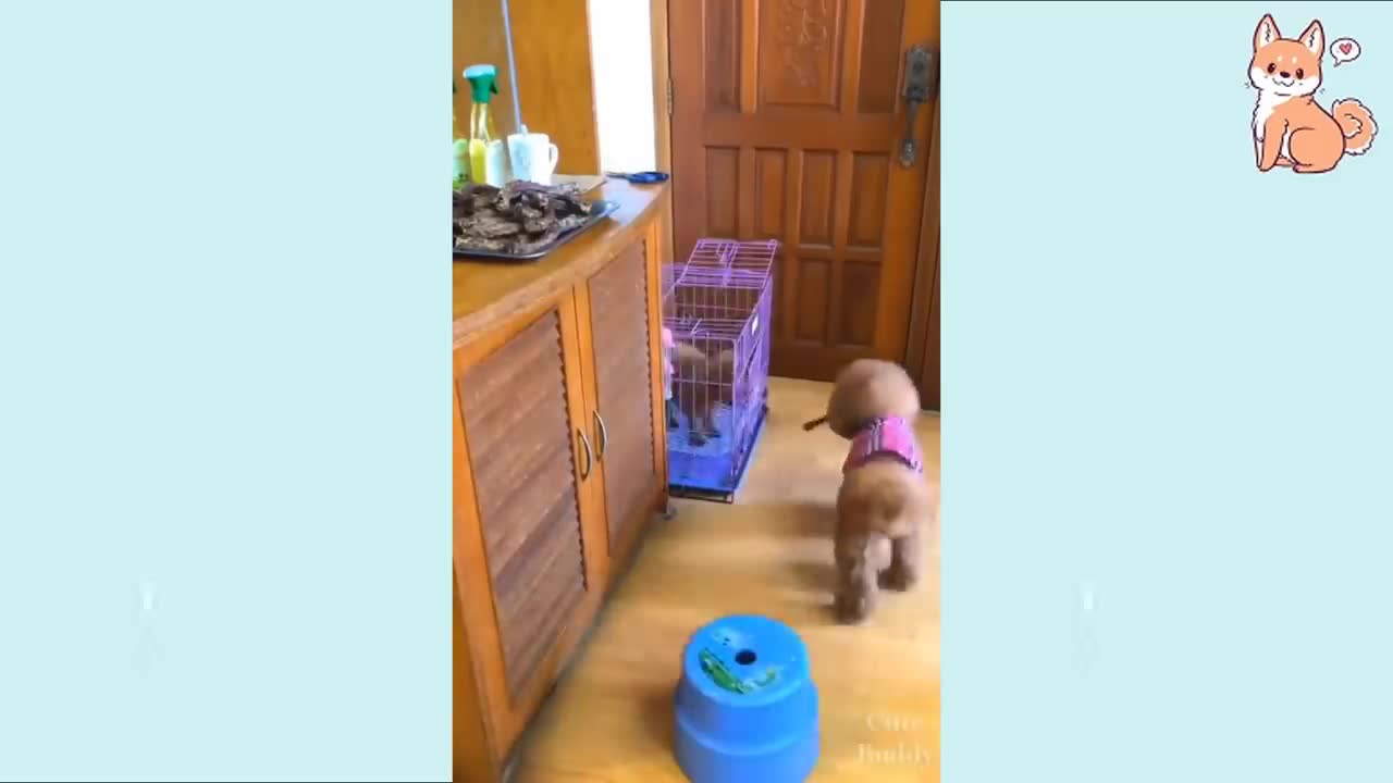 Pupies you gonna love them Fun and Funny Compilation Adorable