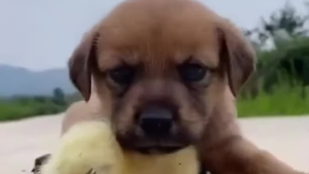 Dog funny video viral