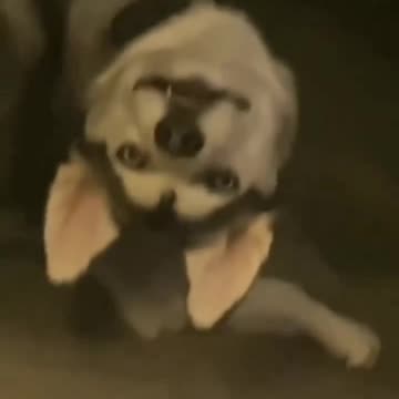 Scary version of husky 🤯