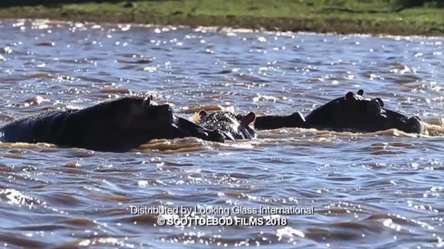 Hippos - Africa's Wild Wonders - The Secrets of Nature