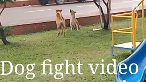 Dogs fight video