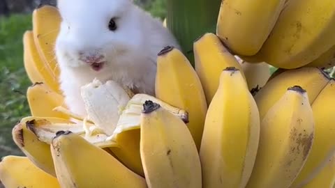 Rabbit.cute.viral videos