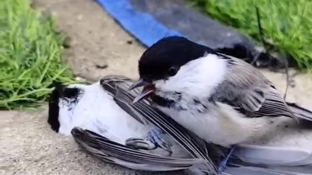 The love story of birds!