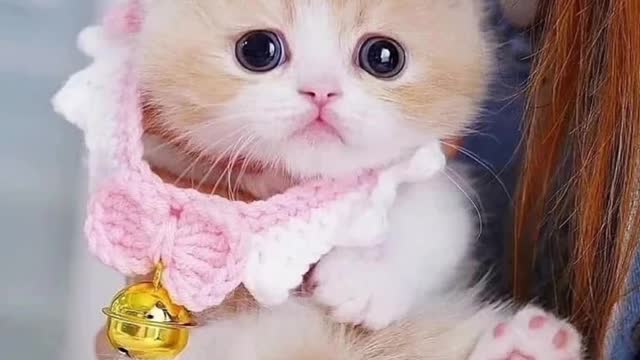 ❤️❤️Cat _animals Lovers _shorts_cat_ video cat lovers.❤️❤️