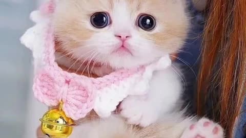 ❤️❤️Cat _animals Lovers _shorts_cat_ video cat lovers.❤️❤️