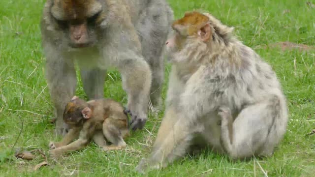 The big monkey family, a family that loves each other