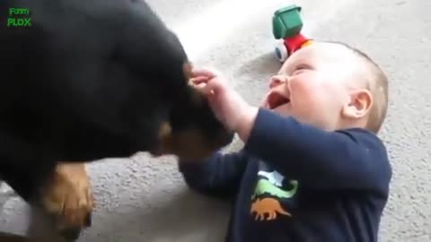 A dog bites a baby