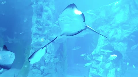 Aquarium Stingray