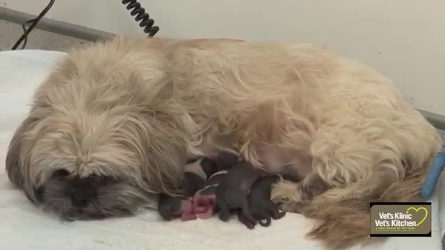 How Shih Zhu gives Birth to a Pups