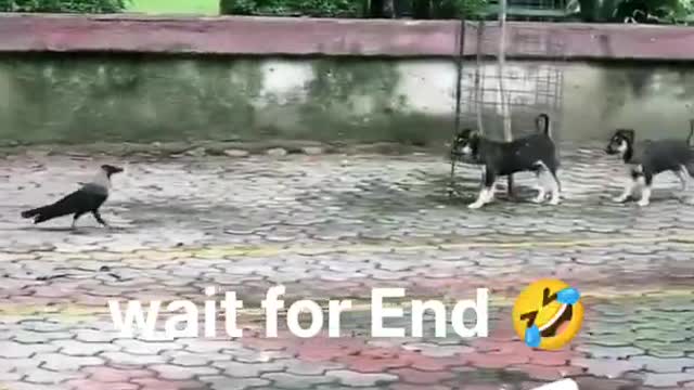 Funny Animals Videos2022 🤣😻-Funniest Cats And Dogs Videos (1)