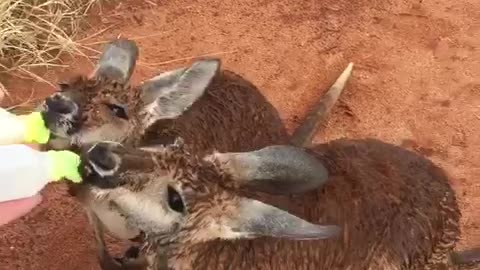 Kangaroos Got Rained On