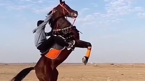 Horse dance