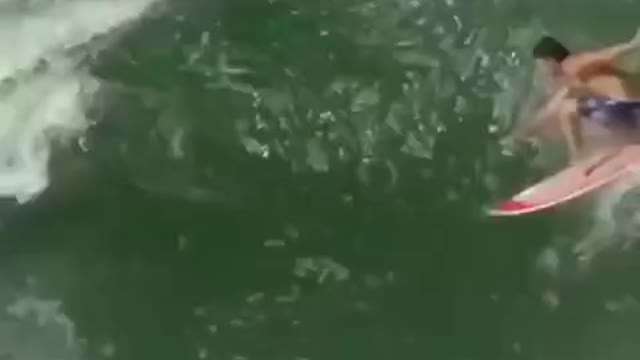 WHITE SHARK STALKS SURFERS - Shark Drone Footage