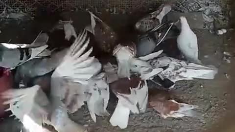 वायरल #video #viralvideo #viral #india #trending #share #youtube #fyp