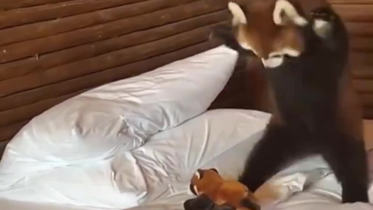 Red Panda bear given the coolest plush toy