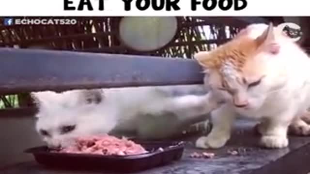 cat that wants other cat to stay away from its food.