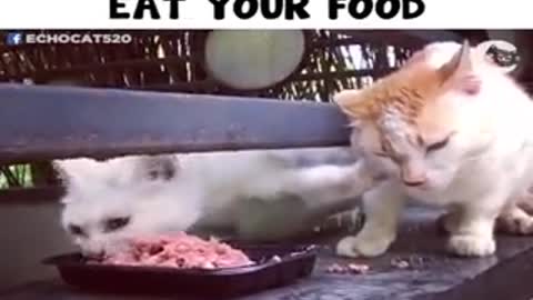 cat that wants other cat to stay away from its food.