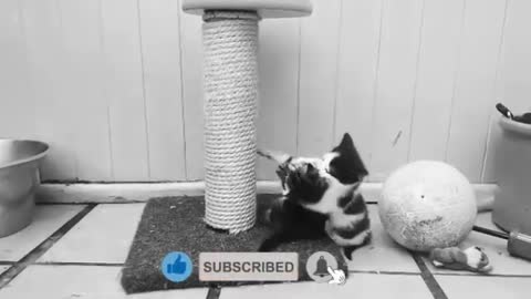 #2 Funny Animals Videos 2021 (watch till the end) if your cat is John Cena!!!