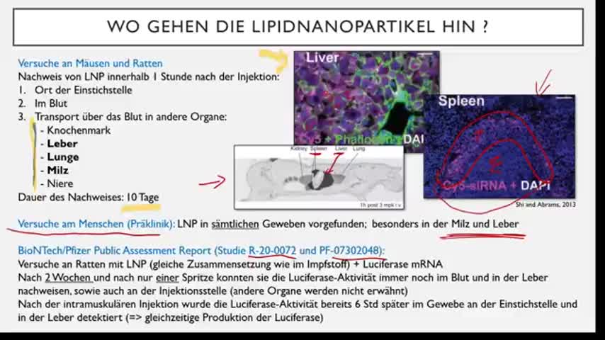 Welche Gefahren gehen von den Lipid-Nanopartikeln aus ? BioNTech-Impfstoff