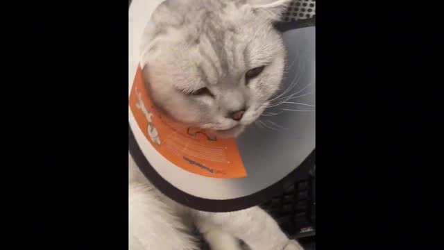 After the sterilization ,He hold a grudge