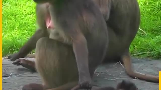 Animal funny video