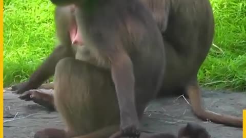 Animal funny video