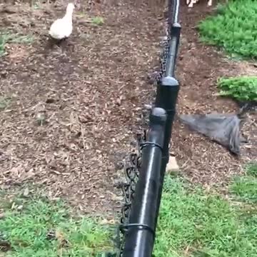 Perro juega increíblemente con su mejor amigo pato