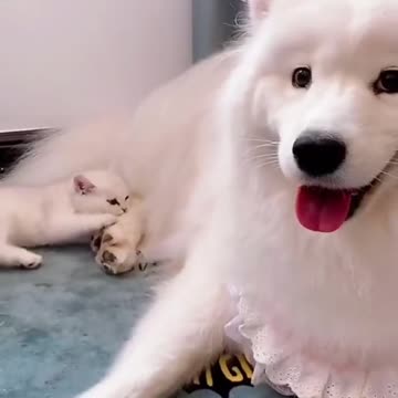 Funny and Cute Cat vs Dogs Videos Compilation 2021