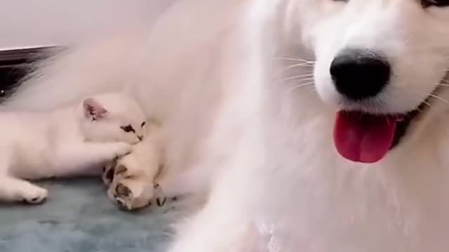 Funny and Cute Cat vs Dogs Videos Compilation 2021