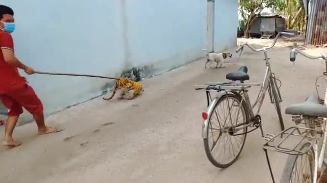 Wow Nice Prank! Fake Tiger Prank Dog Run So Funny Action videos