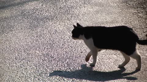 The cat is passing by.