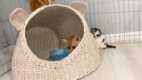 Cute baby cat play together