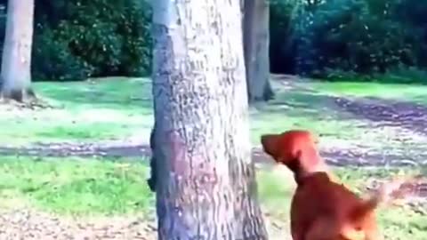 Dog best Funny video