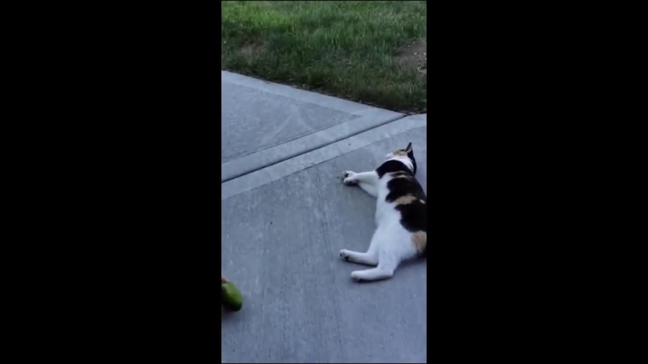 FUNNY ANIMAL VIDEOS 2024