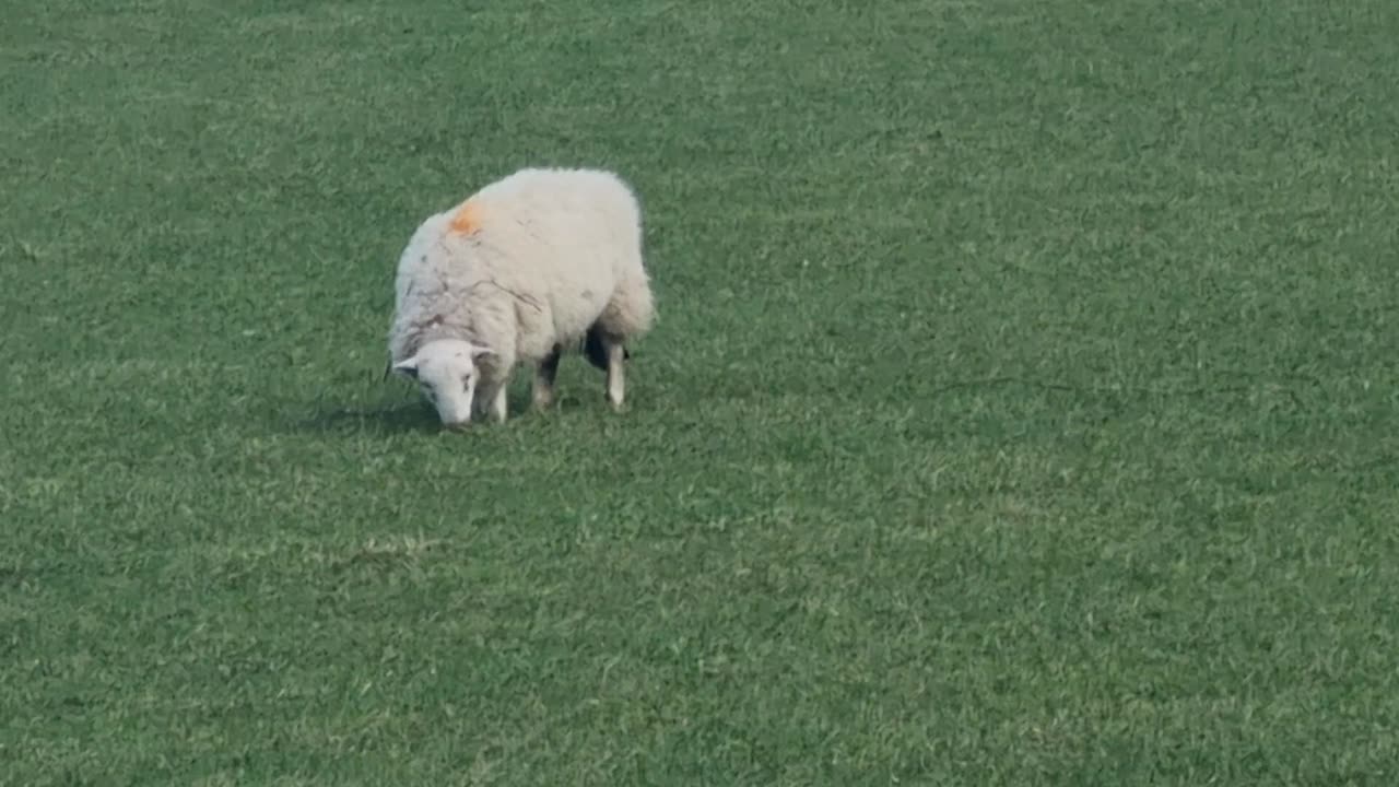 Sheep On A Field In Great Britain.