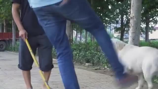 Dog save blind Man life