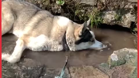 We Don't Deserve Animals
