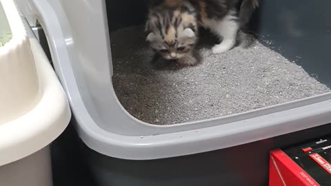 A poo-poo baby cat.