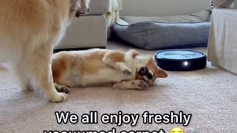 LIFE IN THE DAY OF MY DOGS AND MY KIDS VLOG #SHORTS