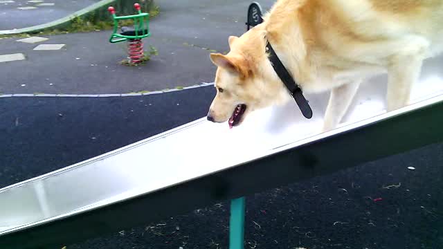 German shepherd plays on a park slide