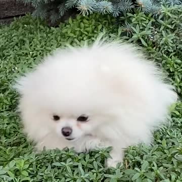 Cutest Beautyful Puppies You NEVER SEEN